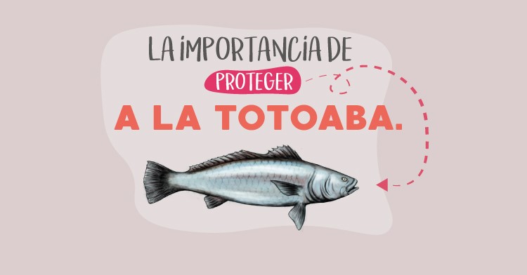 La totoaba llega a vivir más de 20 años y presenta madurez sexual tardía (entre los seis y siete años). La pesca desmedida no le da tiempo de crecer y reproducirse. 
