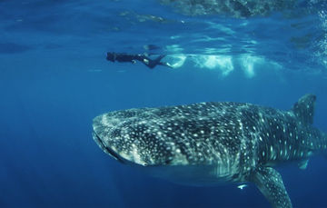 ¡Protege a esta carismática especie! Si contratas un servicio de observación y nado con tiburón ballena ¡hazlo con prestadores de servicios autorizados!
Foto: CONANP 