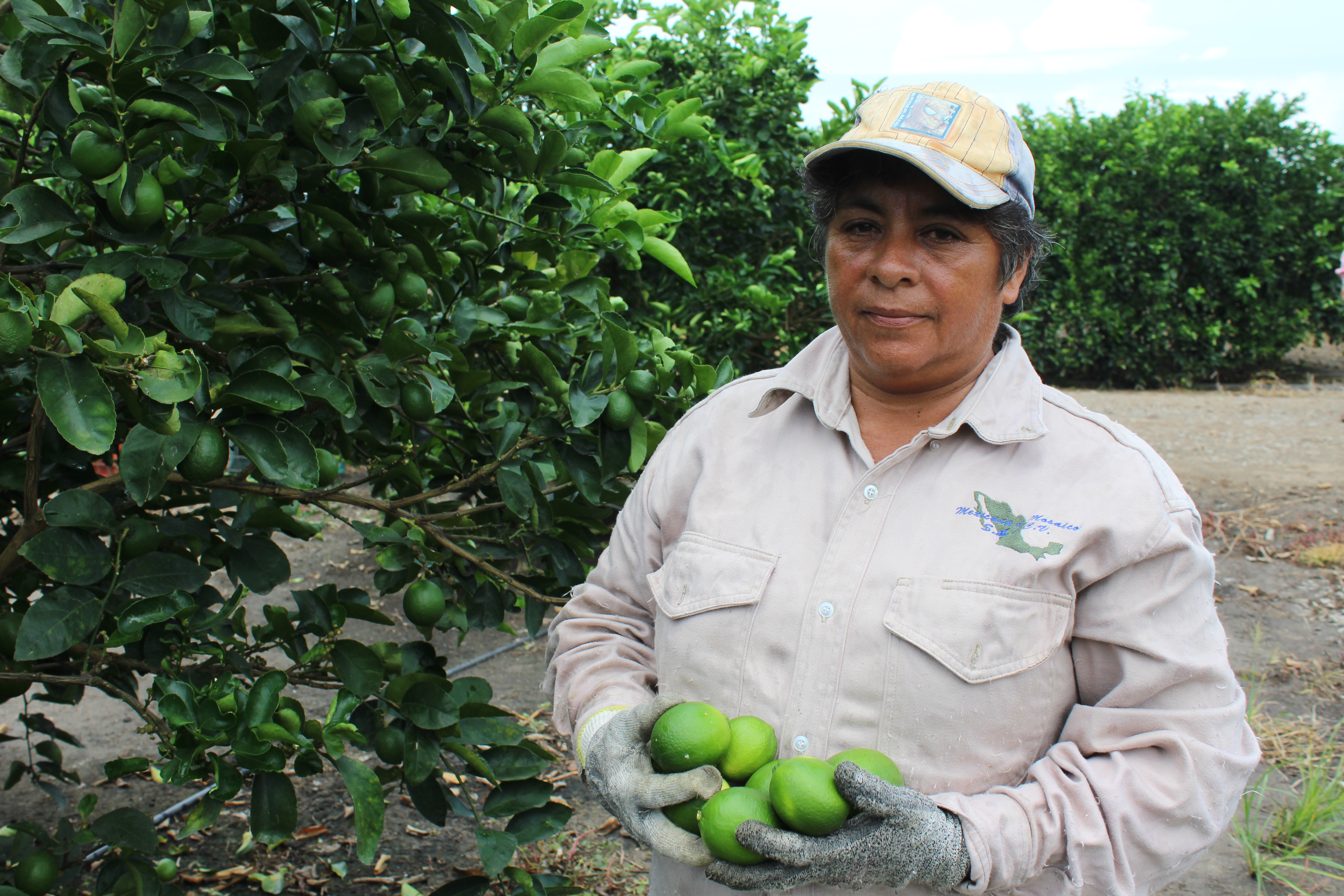 Producción de limón en Veracruz