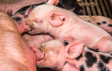 Actividad rentable en el sector: la reproducción de cerdos.