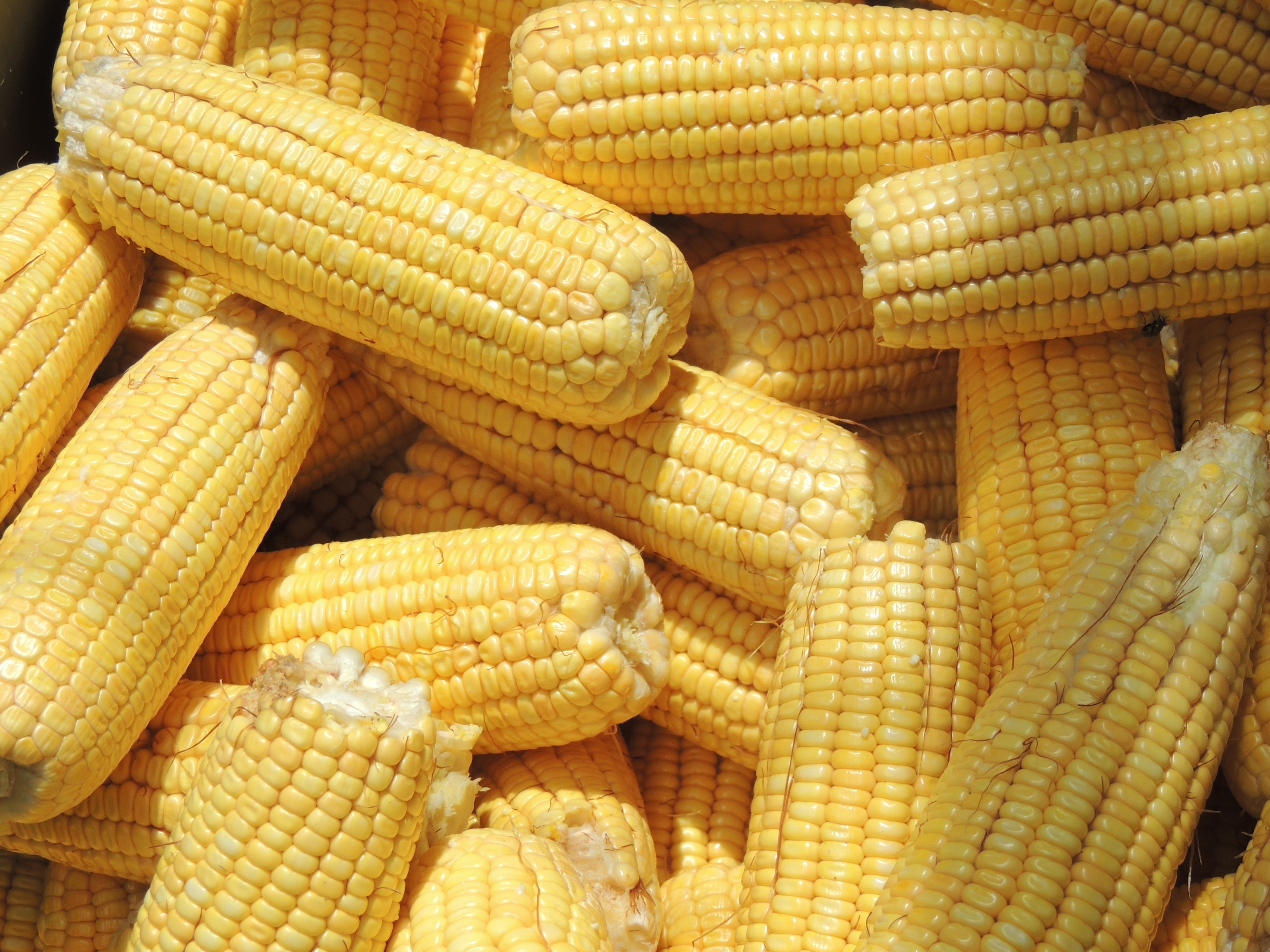 El maíz, base de la dieta mexicana desde época prehispánica | Fideicomiso  de Riesgo Compartido | Gobierno 