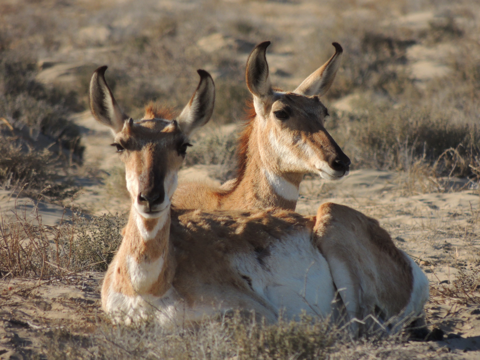 En el Área de Protección de Flora y Fauna Valle de los Cirios, en Baja California, nacieron cuatro crías en la temporada de reproducción enero-marzo de 2017.