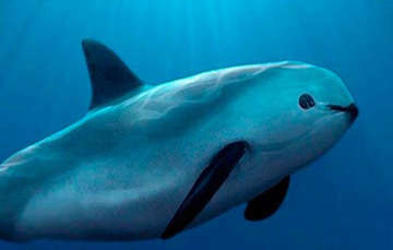 Externamente se distinguen de los delfines por ser más pequeñas, tener la cabeza y el hocico redondeado y corto, y poseer una aleta dorsal de forma triangular.