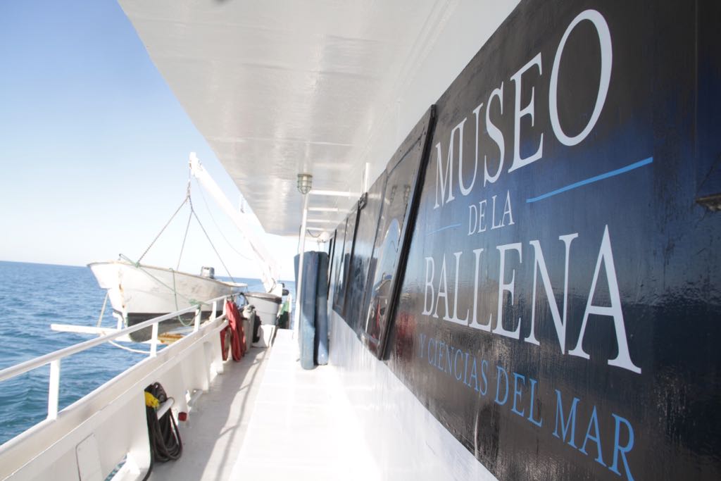 Cada mañana, una embarcación a cargo del Museo de la Ballena zarpa desde la marina de San Felipe, Baja California, para localizar y extraer las redes fantasmas.