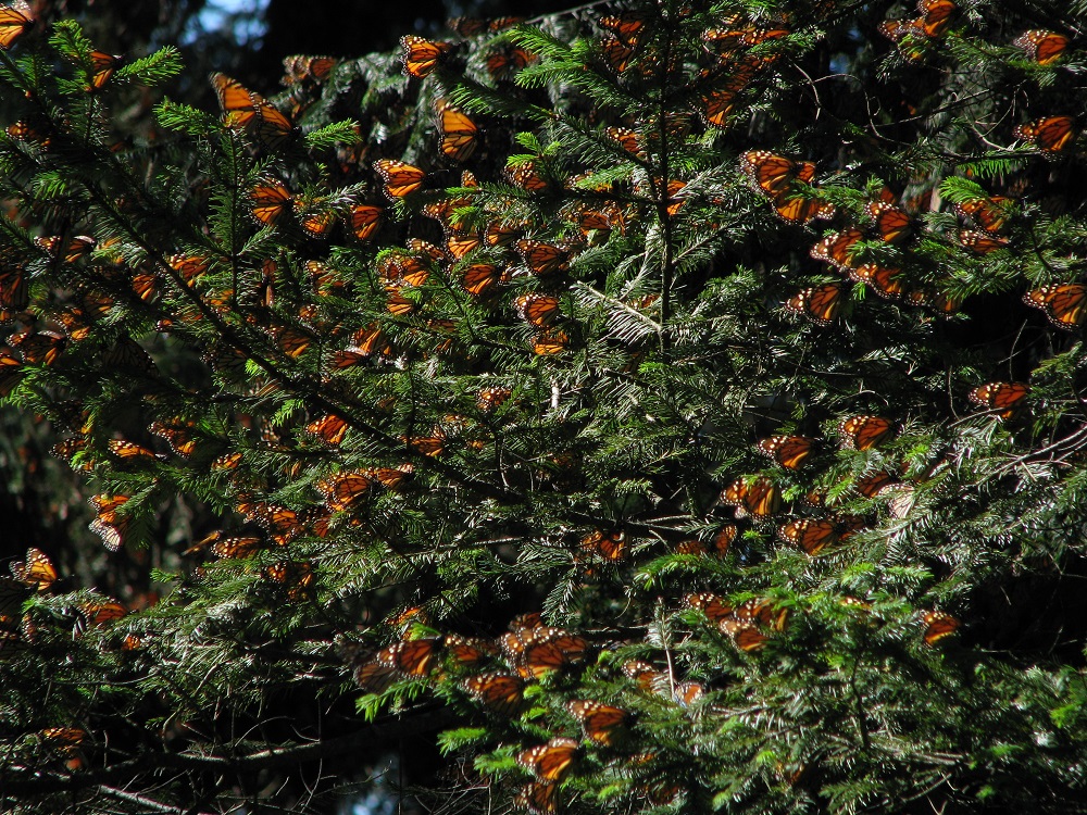 Vista general de grupo de mariposas en oyamel