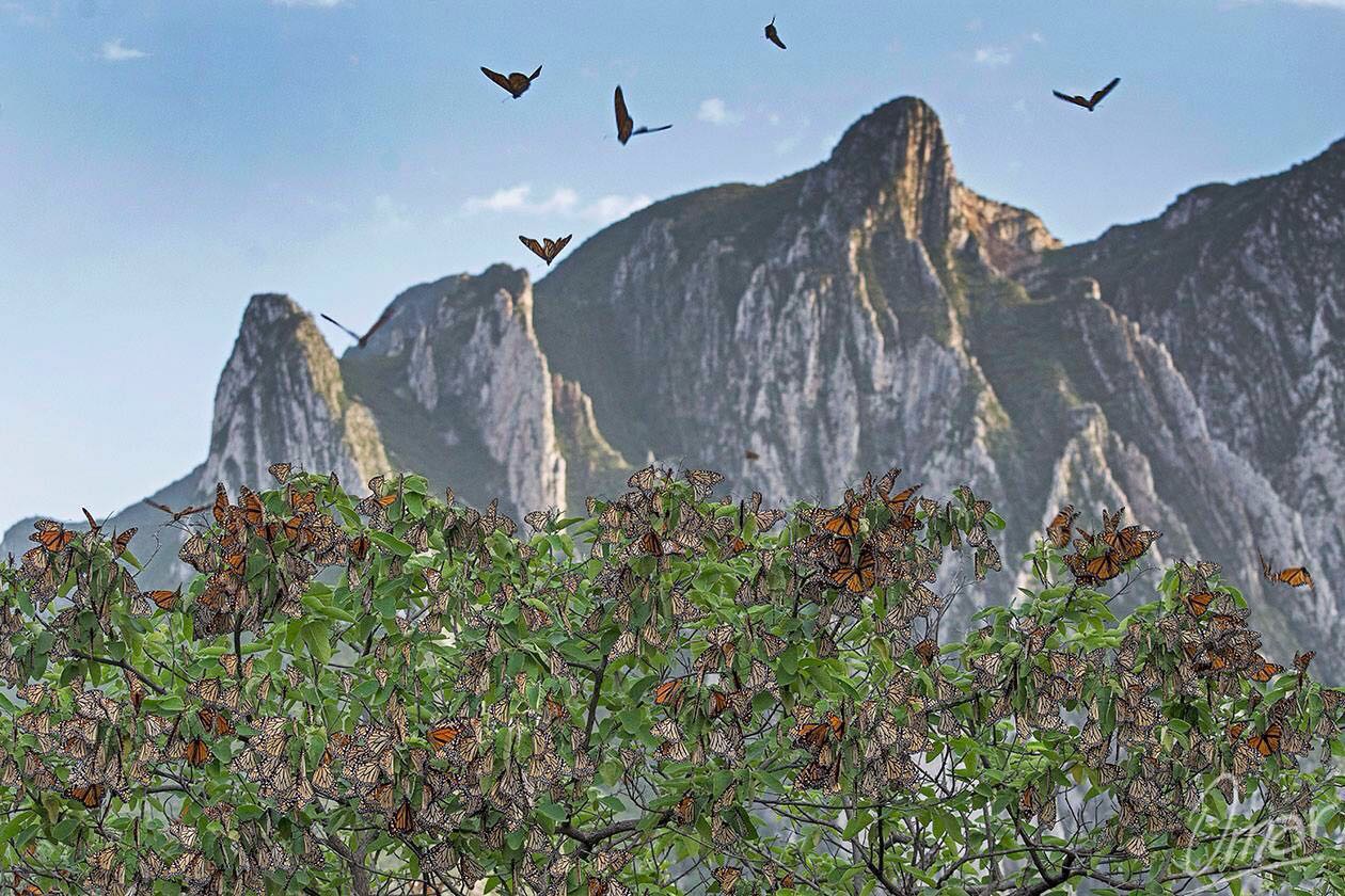 Descanso de la mariposa Monarca a su paso por el Parque Nacional Cumbres de Monterrey.