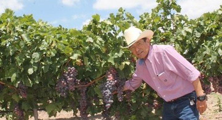 Cultivos de uva en aguascalientes