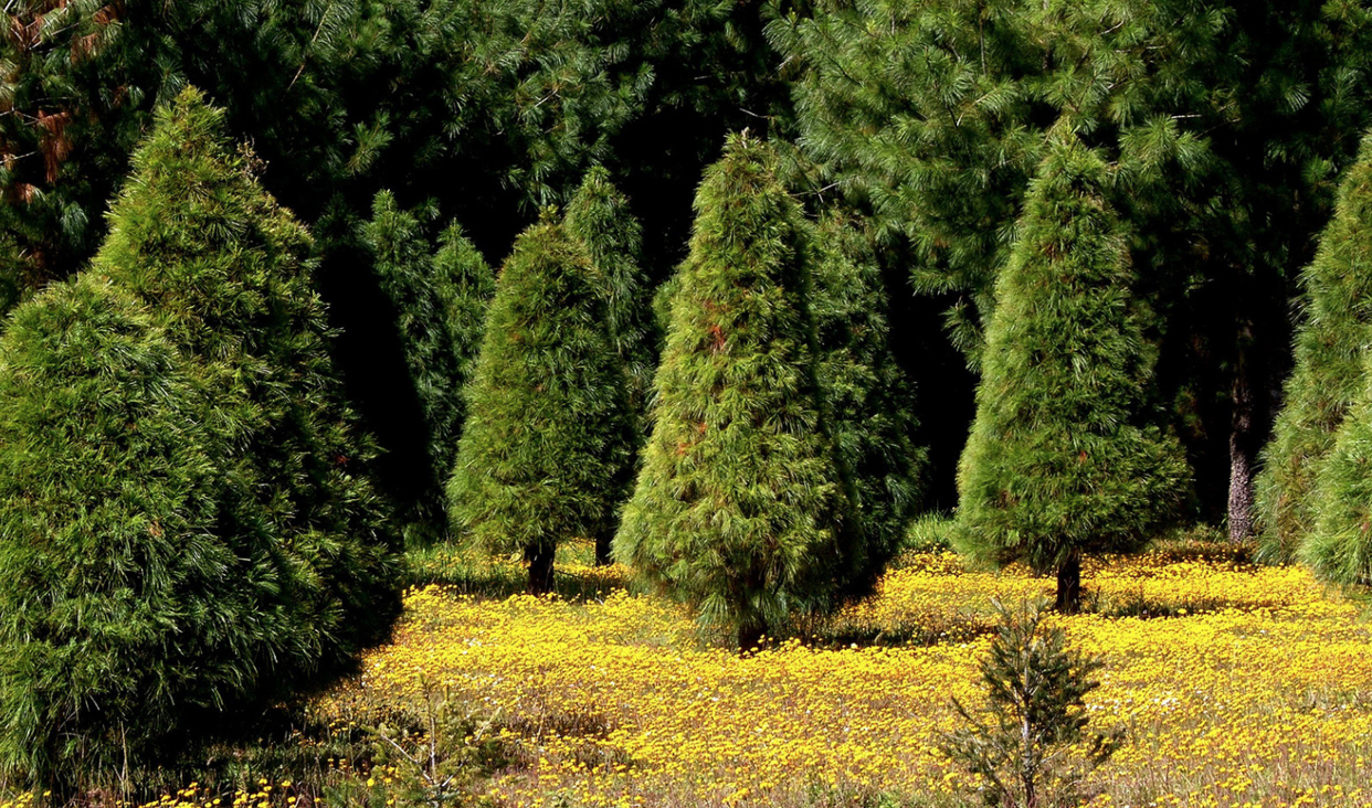 Un pino natural y mexicano es una muy buena opción para deleitar el olfato con ese aroma de bosque característico de la navidad.