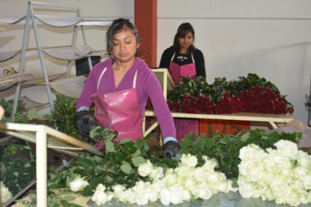 Para el 10 de mayo, se beneficiarán los aproximadamente 10 mil floricultores del la entidad
mexiquense. 

