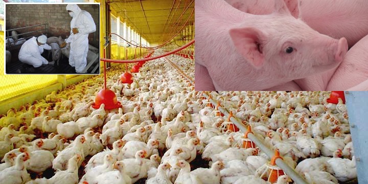 Concluyen las campañas nacionales contra Fiebre Porcina Clásica y Salmonelosis Aviar