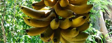 En el 2021 se concluirá con el proceso para obtener el reconocimiento oficial de zona libre del moko del plátano para el municipio de Acapetahua, Chiapas y Compostela, San Blas y Xalisco, Nayarit. 