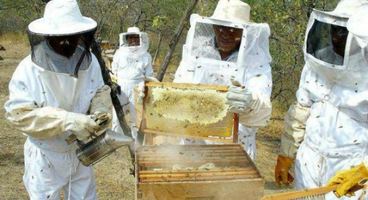  Además del consumo interno, la miel michoacana continúa con paso firme en materia de exportaciones. 