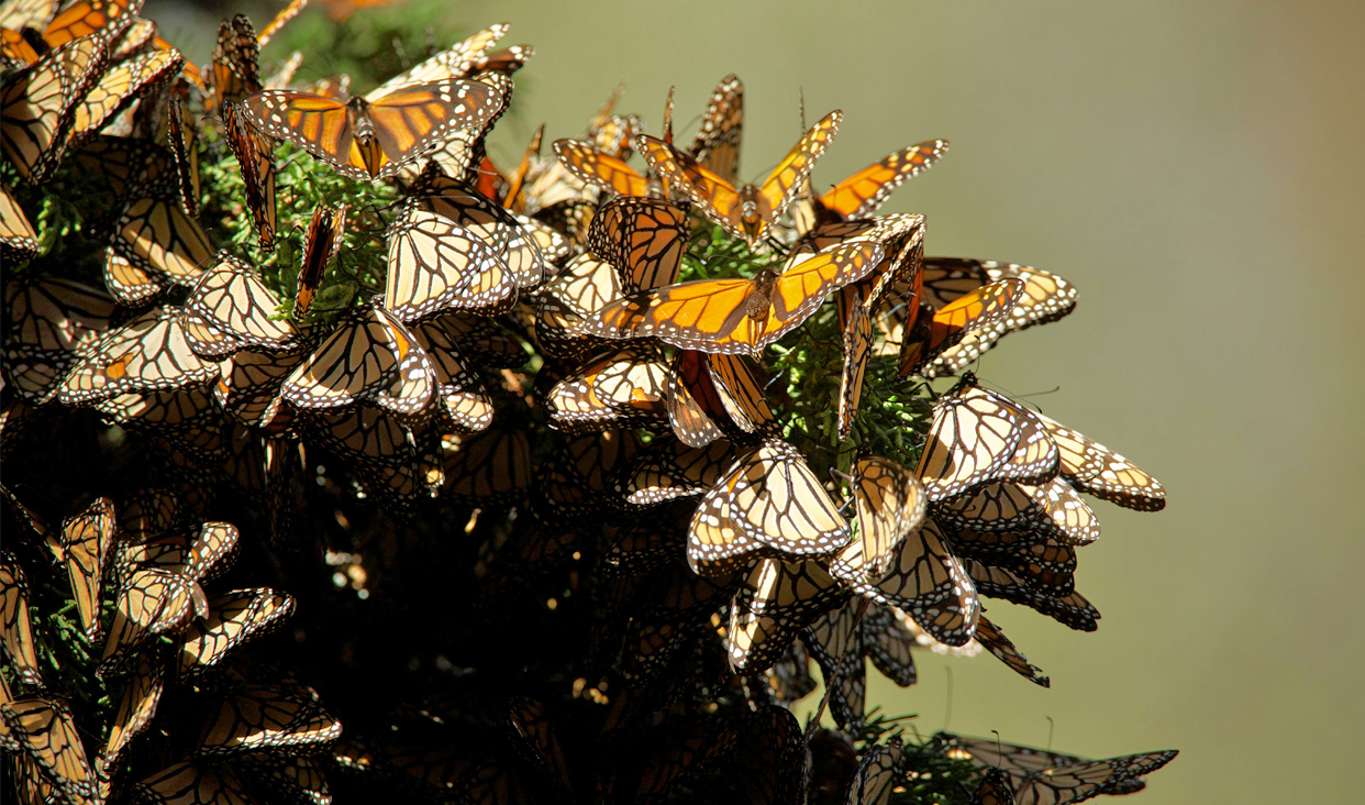 Durante la etapa de adulto, la mariposa se alimenta de néctar y pasa de ser un herbívoro a ser un importante polinizador.