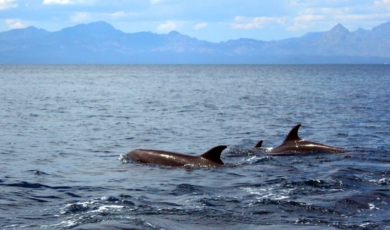 Cada año, la ballena gris (Eschrichtius robustus) llega a las aguas mexicanas de las lagunas Ojo de Liebre y San Ignacio, en Baja California Sur.