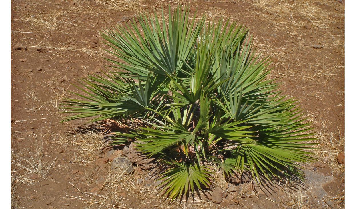 Vista general de palma de Guadalupe (Brahea edulis).