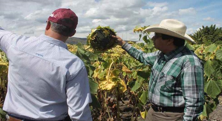 Proponen el Cultivo del Girasol como Alternativa en Morelos