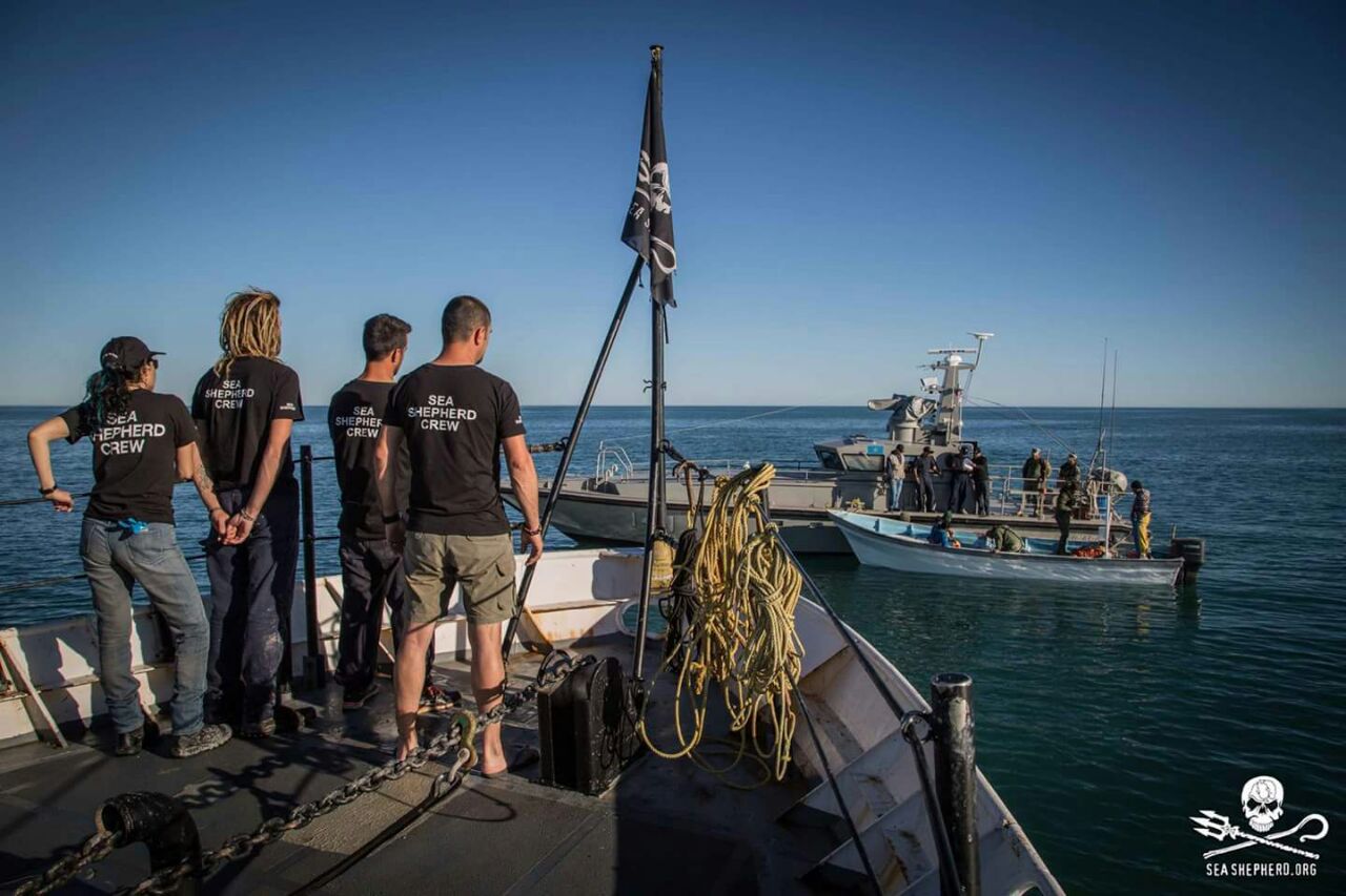 El gobierno de México trabaja desde hace cuatro años con Sea Shepherd Conservation Society, actualmente en el programa de retiro de redes fantasma en el Alto Golfo de California.
