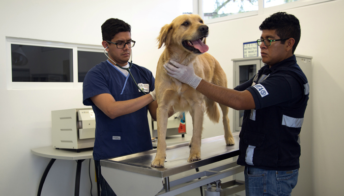 La certificación garantiza la aplicación de BPV, la competencia técnica y científica en la prestación de servicios veterinarios, la mejora continua, así como la observancia de la cultura de bienestar animal.