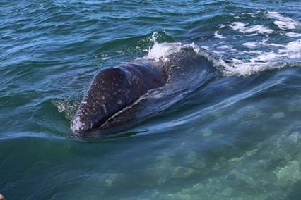 El 90% de las ballenas de esta especie nacen en santuarios dentro de aguas mexicanas.