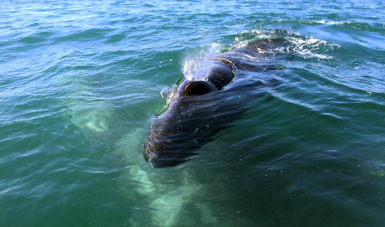 La Reserva de la Biosfera El Vizcaíno, en Baja California Sur, ha sido reconocida nacional e internacionalmente y por el trabajo de conservación del principal refugio de la ballena gris.
