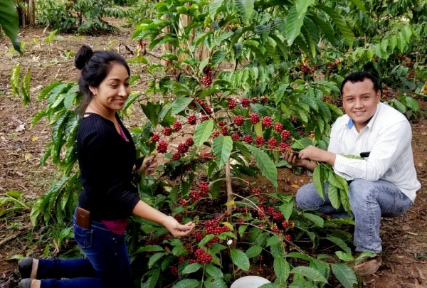 os estudiantes e investigadores levantaron la primera cosecha de esta variedad de café, el 12 de enero pasado, en el rancho experimental La Luisa, propiedad del Instituto Tecnológico Superior de Zongolica, del TecNM.