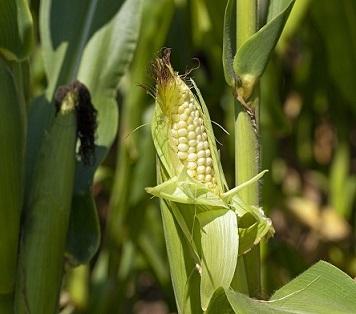 Conoces el origen del maíz? | Agencia de Servicios a la Comercialización​ y  Desarrollo de Mercados Agropecuarios | Gobierno 