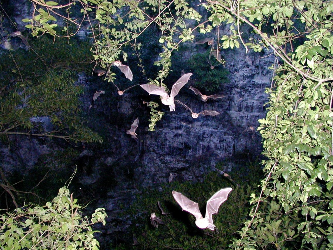 CONANP busca crear primer santuario de murciélago en México