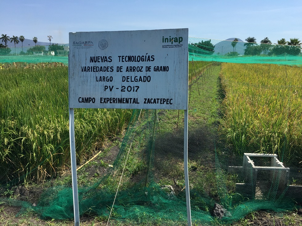 Libera SAGARPA nuevas variedades de arroz para aumentar su productividad en el país.