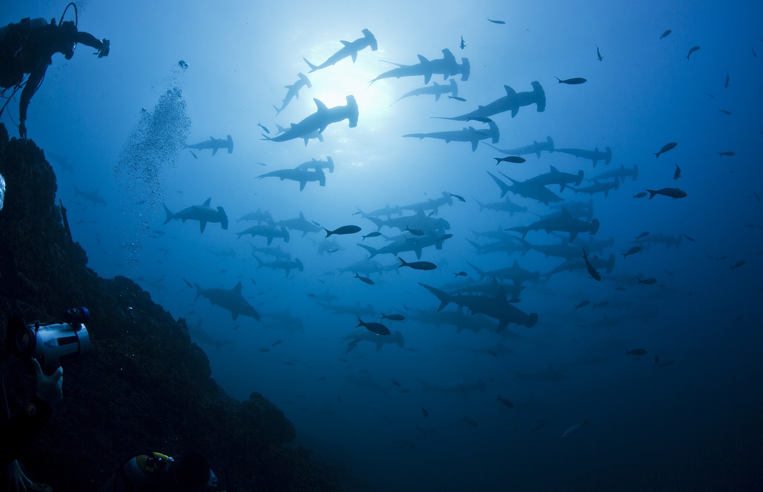 Vista submarina contrapicada de grupo de tiburones martillo.