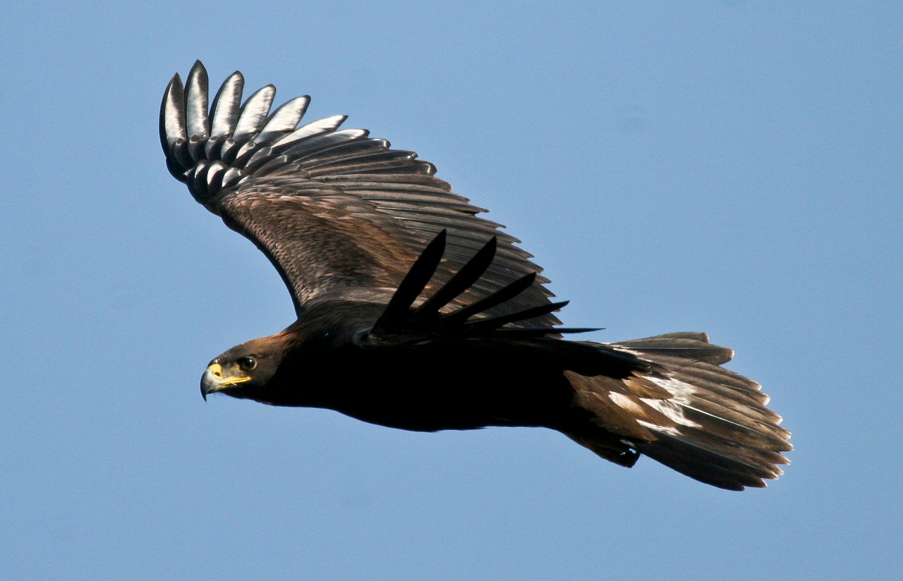 El águila real en nuestro escudo nacional | Secretaría de Medio Ambiente y  Recursos Naturales | Gobierno 