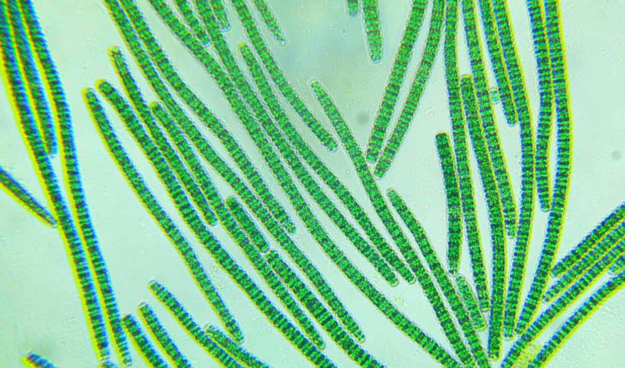 Desde las algas microscópicas hasta las macroalgas, estos organismos acuáticos cumplen un papel importantísimo en el planeta