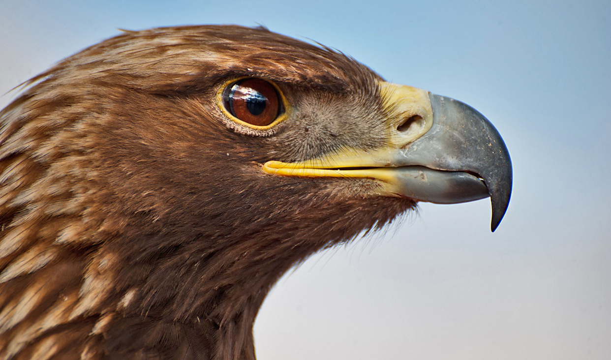 La imagen de esta ave de presa de hasta 6 kg. de peso y más de dos metros de envergadura entre las alas, denominada por nuestros ancestros águila suprema.
