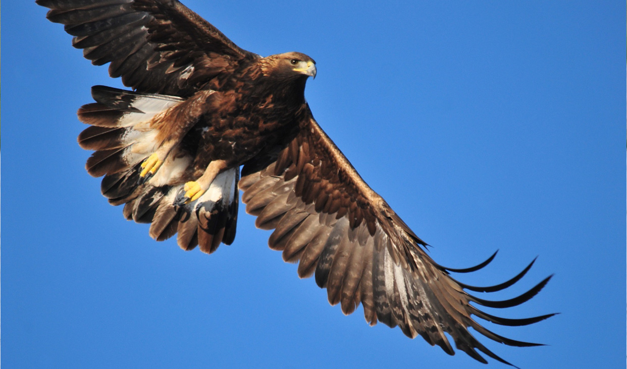 El águila real (Aquila chrysaetos), ave emblemática de México.