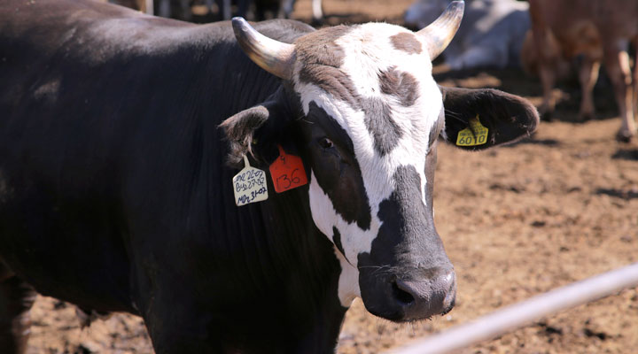En la región existen 64 mil 50 hatos, con 878 mil 994 cabezas de bovino