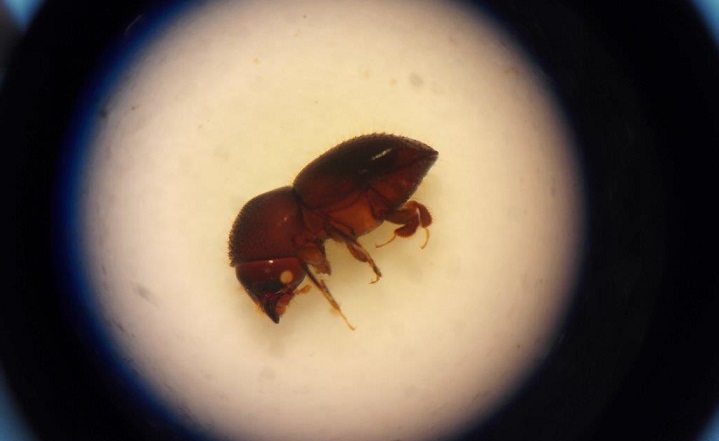 La biología y hábitos de los escarabajos ambrosiales causan daños a los árboles
