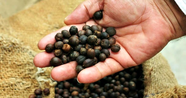 Manos de productor sosteniendo granos de café 