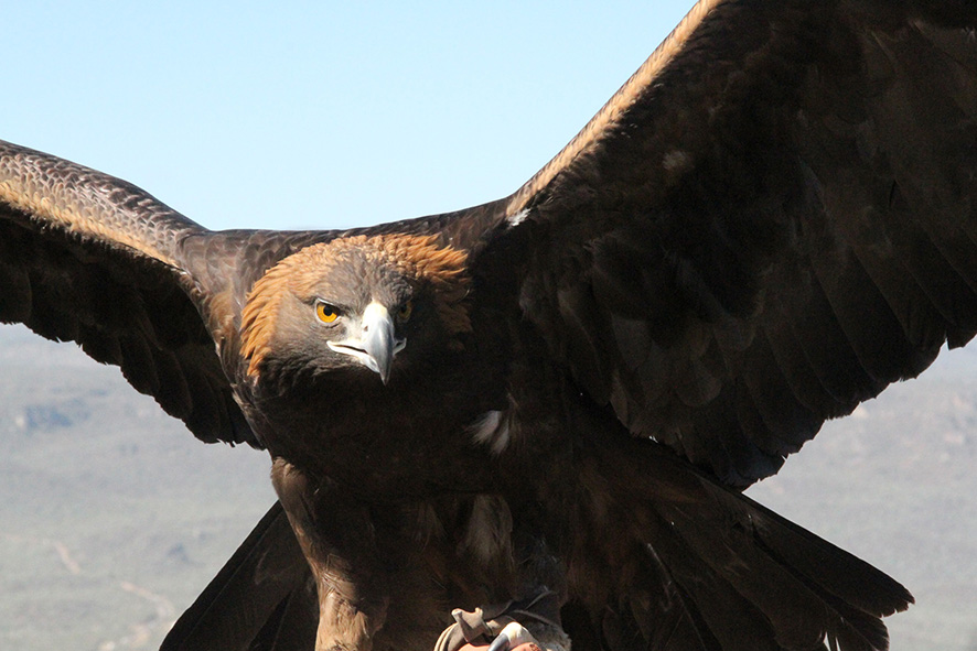 Acciones para que el águila real vuelva a volar libre | Secretaría de Medio  Ambiente y Recursos Naturales | Gobierno 