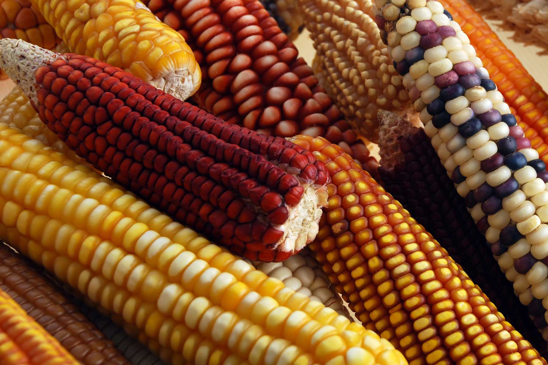 Maíz grano: “La importancia de llamarse maíz” | Secretaría de Agricultura y  Desarrollo Rural | Gobierno 