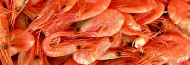 Un mexicano consume 1.7 kg de camarón al año