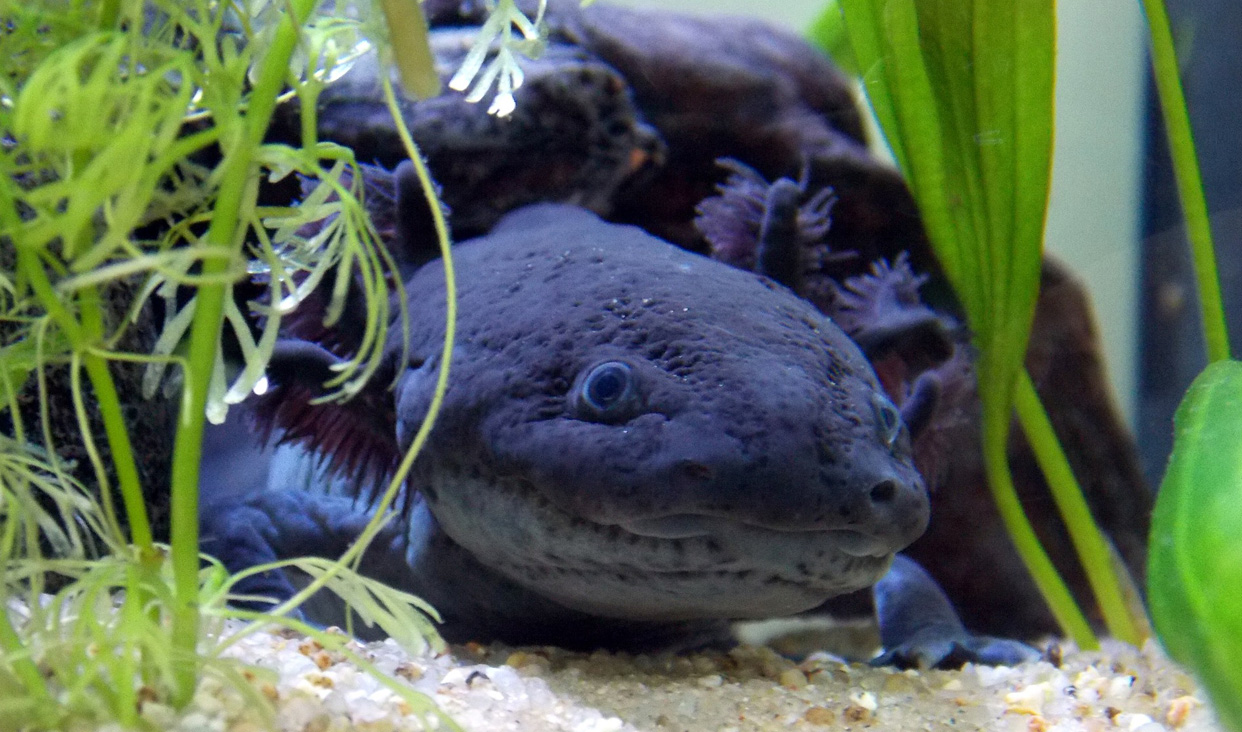 Sapos, ranas, salamandras, ajolotes y cecilias revelan el estado de conservación de los ecosistemas.