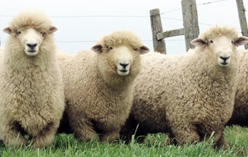 Una visita al Atlas Agroalimentario 2017
La lana: otra cara del ovino