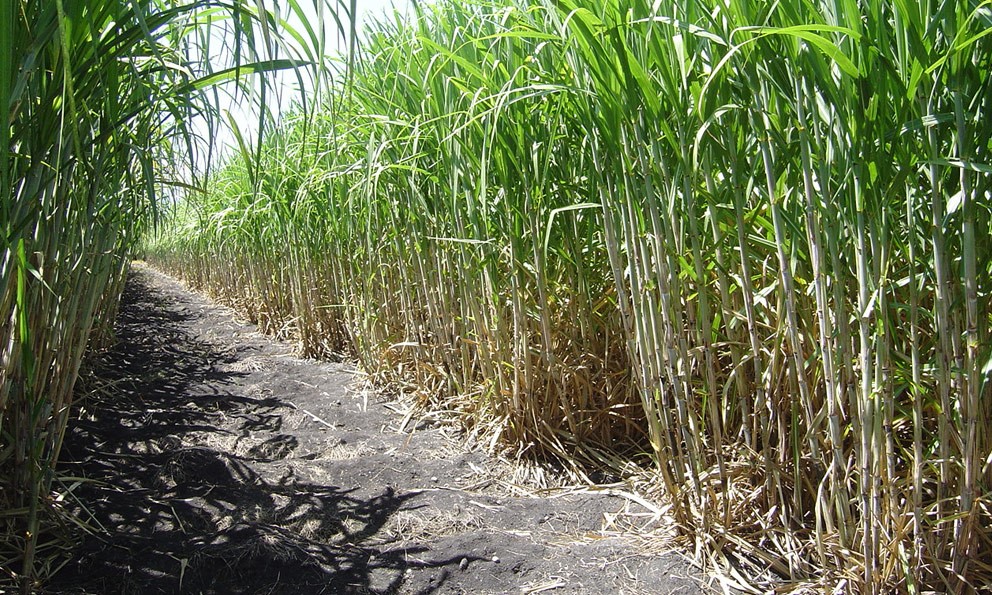 La caña de azúcar cultivo agrícola más importante | Representación  AGRICULTURA San Luis Potosí | Gobierno | gob.mx