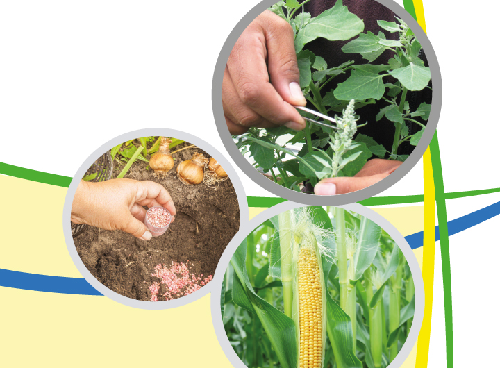 Mejora de las prácticas de fertilización en los cultivos mediante el uso de genotipos eficientes, macronutrientes y bacterias promotoras del crecimiento de las plantas