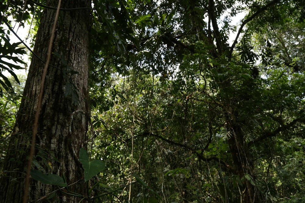 La mayor parte de su extensión, selva alta perennifolia (75 por ciento), es uno de los  ecosistemas más complejos y diversos que se conocen.