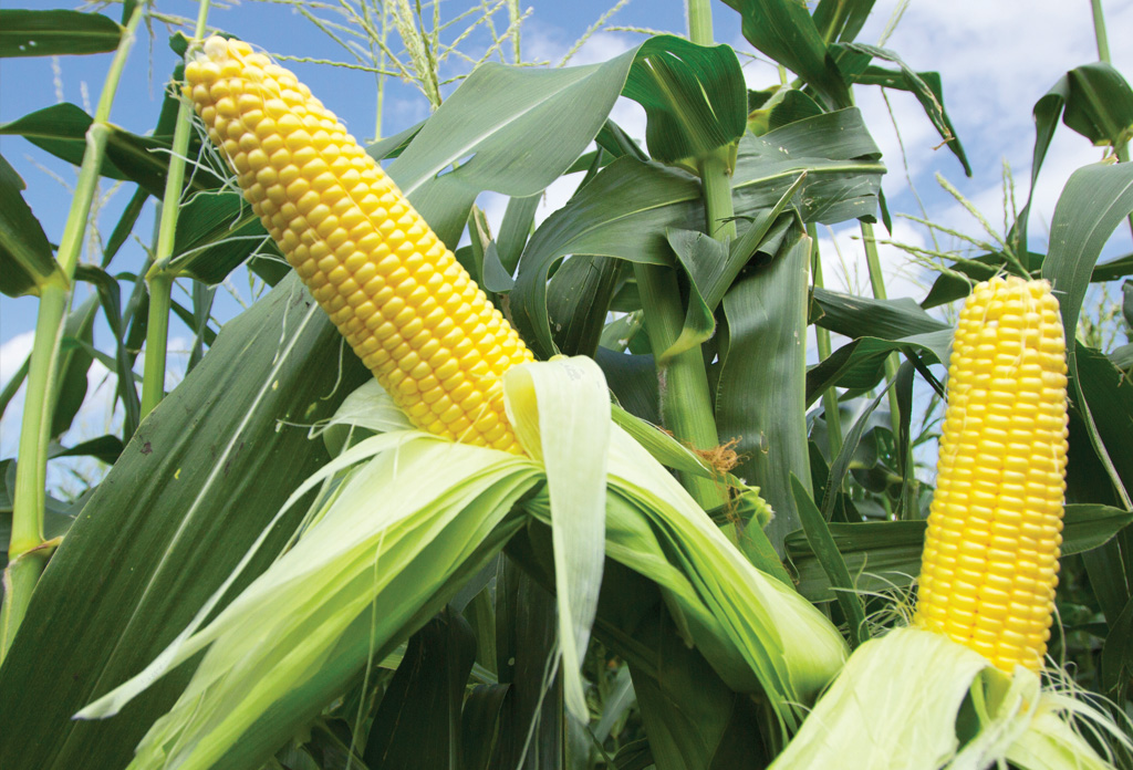 Dentro de los principales cultivos de Tabasco, se ubica el maíz.