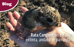 Rata Canguro de San Quintín (Dipodomys gravipes)