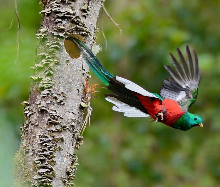 El quetzal (Pharomacrus mocinno), belleza que despierta la codicia.