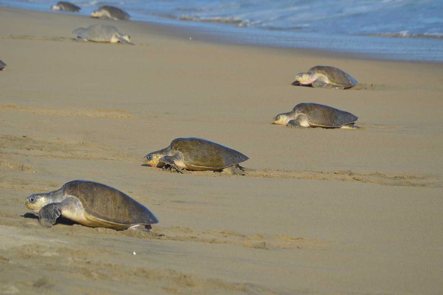 Para la protección de estas especies marinas enlistadas en la NOM-059-SEMARNAT-2010, bajo la categoría de Peligro de Extinción, la Comisión Nacional de Áreas Naturales Protegidas cuenta con 32 campamentos tortugueros.