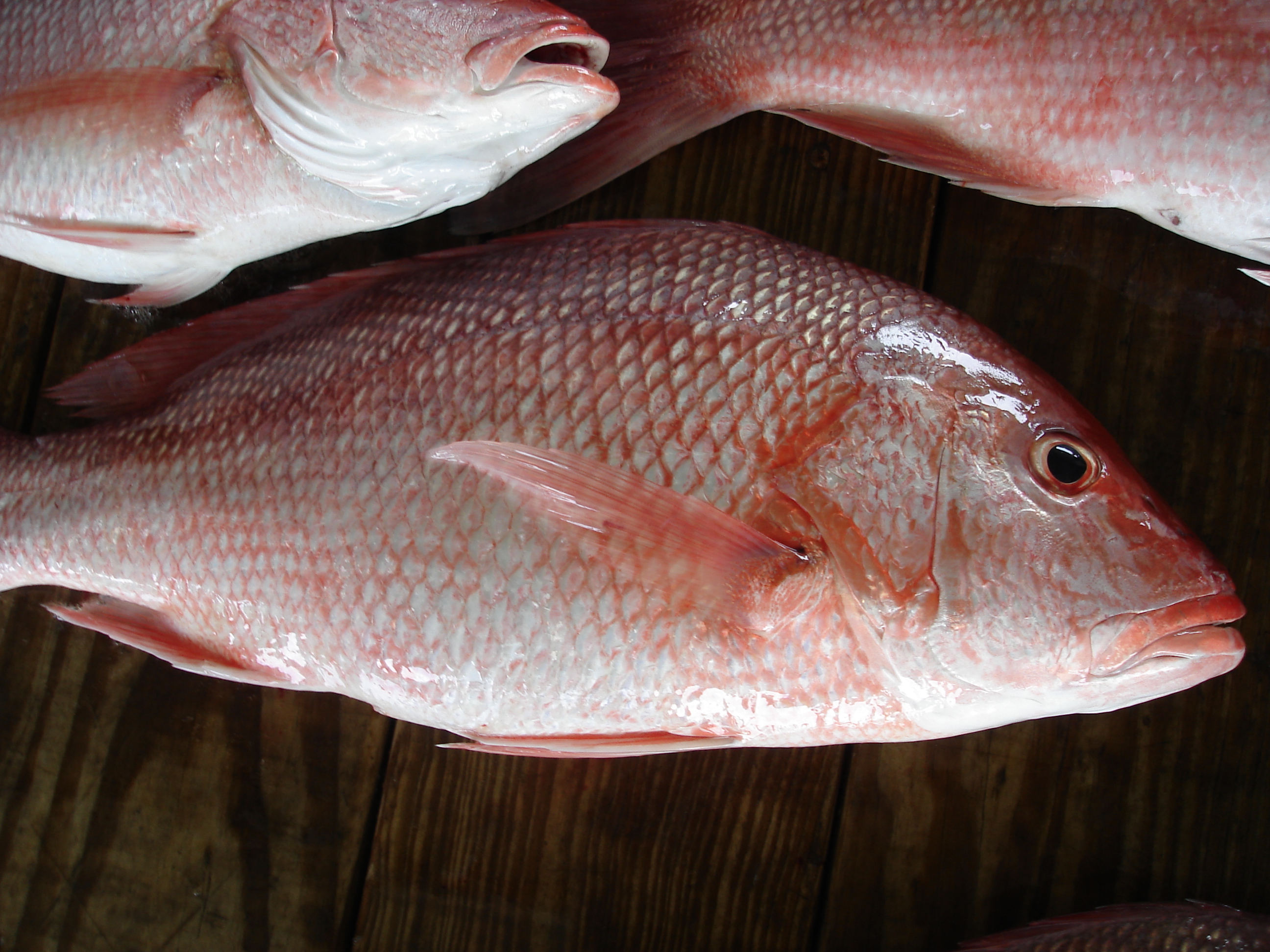 Como muchas otras especies, el huachinango un pescado para consumir todo el  año | Comisión Nacional de Acuacultura y Pesca | Gobierno 