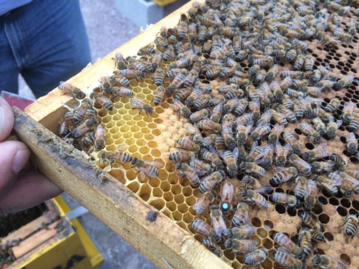 Abejas en un panal de apicultores